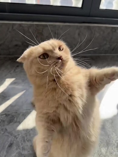 Tyson the Boxing Cat: A Cute Cat Video