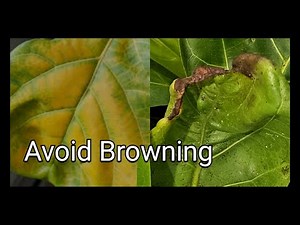 STOP Common Fiddle Leaf Fig Problems Tips & Tricks