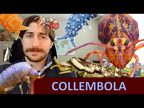 Collembola: The Springtails - Class Spotlight