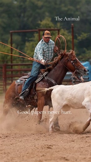 Roxy is going to the breeding barn this year in between her jackpotting duties to get a The Animal colt. I’m pretty excited about this partnership, and if you want to get on board, you won’t get a breeding at a better rate all year because they’re BOGO 75% off until 11:59 p.m. Nov 30. Here’s the link! https://bit.ly/Black-Friday-The-Animal | Wesley Thorp Professional Team Roper