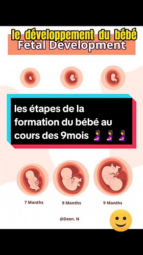 Développement du fœtus pendant les neuf mois de grossesse