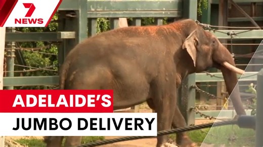 Adelaide's jumbo delivery of 35-year-old Elephant