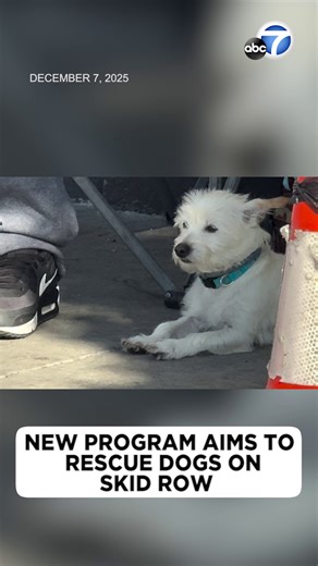 The city of Los Angeles is cracking down on criminal activity on Skid Row that's hurting one group of residents who can't leave a life on the streets on their own -- the dogs. A new city pilot program has been created to help the dogs of Skid Row. But is it working? | ABC7