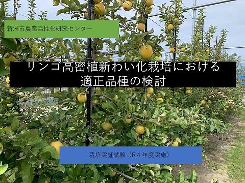 令和4年度「リンゴ高密植新わい化栽培における適正品種の検討」