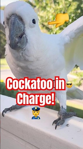 This has got to be the funniest video I’ve ever taken of Frankie! The over exaggerated Attitude! 👮😂