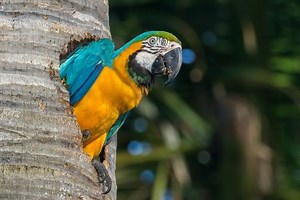 Angel Falls Orinoco Spectacular combination 2025