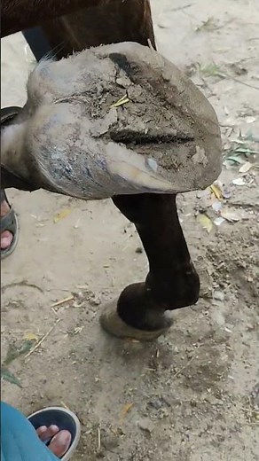 Commando 🐎 Horse 🐎