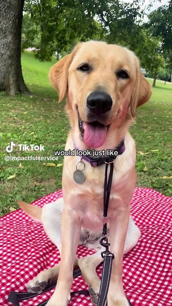 Raising Future Service Dogs: Meet My Black Lab Trainee