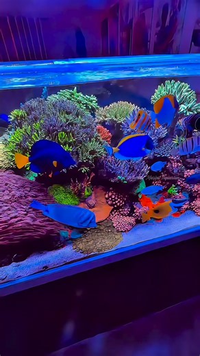 4 feet cade style premium zero maintenance marine aquarium at Chennai by Chennai Marine Aquarium team 🔥 Zero maintenance explained here 👉🏼 https://youtu.be/kKVIcQ__UDs?si=u8ZZQNvxwbAUcTvA Visit our stores at Chennai ECR & Coimbatore, Saravanampatti #marine #aquarium #nemo #fish #india | Chennai Marine Aquarium