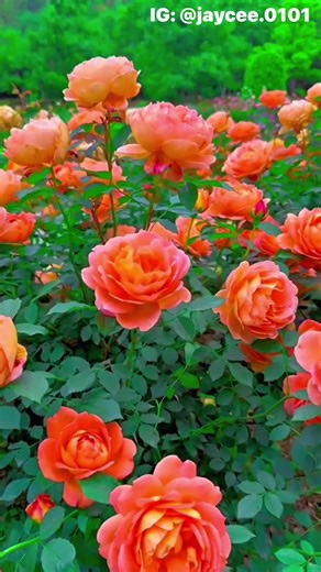 Embracing Life's Journey: Growth Through Nature