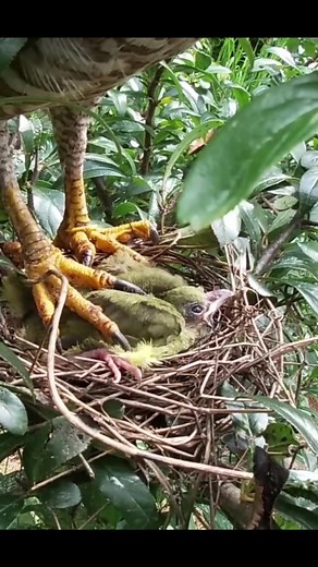 Baby Bird Falls Prey to Predatory Encounter 🦅😭 #Nature'sDrama #PredatorPrey #HeartbreakingLoss #EagleEncounter #FYP