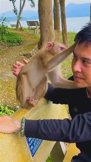 5.8K views · 261 reactions | Monkey Kaka feels safe and cherished in her dad’s presence, creating unforgettable memories #Monkeykaka | Kaka Page | Facebook