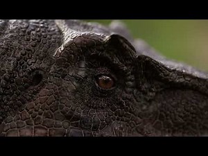 Dinosaur eye 👁️ || No Copyright Video 4K ||