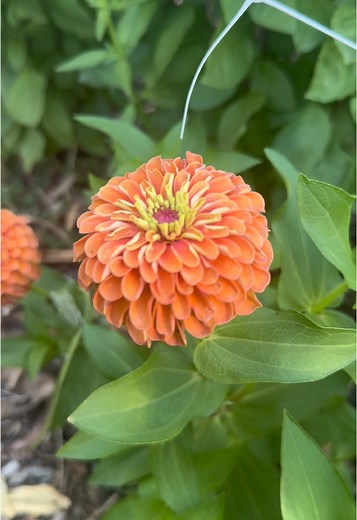 Grow Zinnias Easily: A Guide for Vibrant Flower Gardens