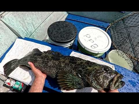 Great way to end Lingcod season, used one bait. 26 minute round trip. 2026 #Lingcod #FishPugetSound