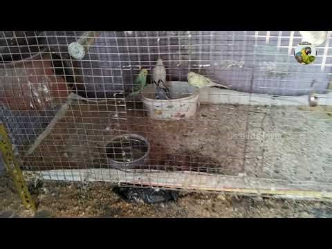 After long time breeding set-up update 😍|| breeding program ✨‪@ssbirdslover1436‬