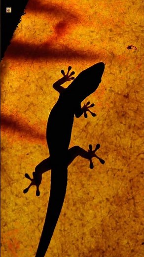 Lizard sounds (Lizard Sound at night)