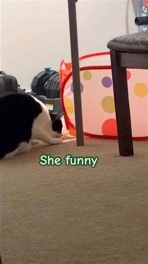 This cat is funny#shirts #cat#catvideos