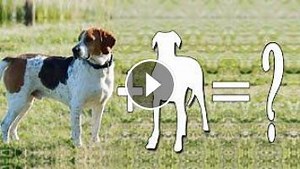Amazing Foxhound Mixes Cross Breed Dogs | Foxhound Mix Breeds