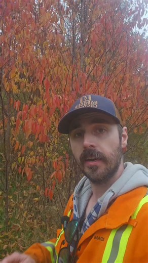 They says she runs on Cod Liver Oil #Halloween #Scary #Stories #Newfiesofinstagram #Newfoundland #fall #spooky #season | HarbourCustoms