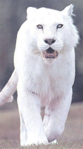 𝙍𝙖𝙢𝙚𝙚𝙯 𝙃𝙖𝙞𝙙𝙚𝙧 | Follow for more 🥺 . .Have you ever wondered if the Pink Panther could actually exist in real life? While panthers are typically black or... | Instagram