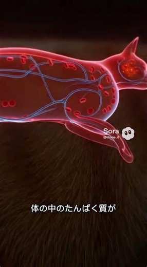 「実はアルブミンは栄養状態を映し出す数値｜現役看護師が解説」