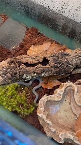 Did you know that we have 10 species of snake listed as native species here in Maine? One of these unique species is the Ring-necked Snake! Ring-necked snakes are one of our smaller snake species, only reaching 10-14 inches in length. These small, secretive snakes can be found in varying mixed forests and clearings throughout southern and central Maine but are quite challenging to spot in the wild thanks to their size and camouflage. This snake was transfered to us for over-winter care with sign