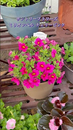 サントリーフラワーズ ミリオンベル チェリーピンク #カリブラコア #ガーデニング #夏の花