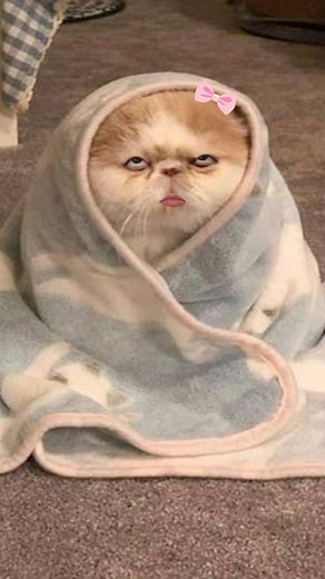 ᑕᒪ 카르멘 on Instagram: " #cat #omg #mad #cool #고양이 #ねこ #귀여워 #可愛い #貓 #ohmygod #memes #rolleyes #kawaii #cute"