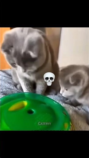 But Cat Synchronization🥶 #cat #funny #animals #memes #edit #cute