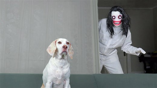 Dog meets Jeff the Killer and sniffs around cautiously