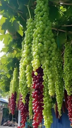 How to Make Fresh Grapefruit Juice | Easy Detox Recipe