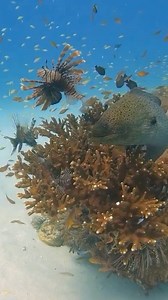 174K views · 809 reactions | Hello  #morayeel #fishing #fb #trendingreels #fbreelsvideo #followforfollowback #spearfishing #fish | Fish Hunter Vlog | Facebook