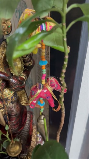 大好きな観葉植物🪴（永い月日で見る初めての赤い葉?）