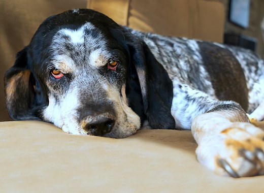 Bluetick Coonhound Breed Profile: Essential Facts - Petful