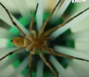 This gadget lets you catch and release insect in seconds 🕷 Get one for your home here: https://amzn.to/2q3uO6s | In The Know