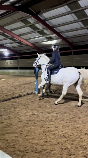 Exploring Equine Lessons: Highlights and Fun Moments