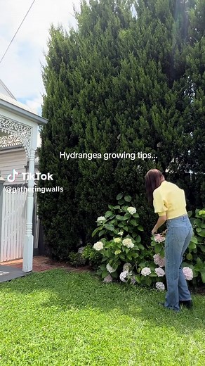Essential Tips for Happy and Healthy Hydrangeas