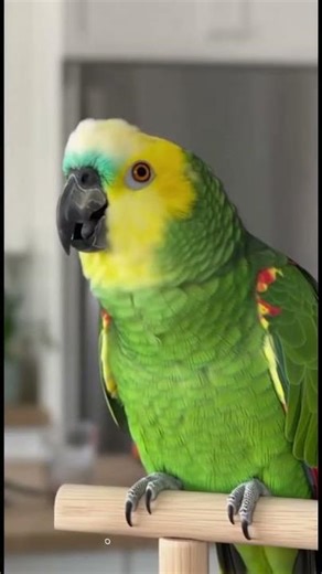 “O LOURO DEDURA O DONO NA FRENTE DE TODOS”r 😂💀 🦜