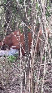 13K views · 334 reactions | WONDERFUL NEWS: Annie gives birth to her...