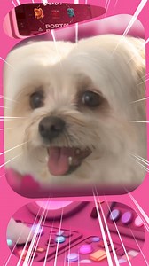 NEW! Viral internet toy, now for dogs 🤪 BONKERS Fuggler: tough stitching, insane squeak, total chaos. Shop now 🐾 | Bonkers Pets
