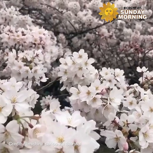51K views · 9.4K reactions | Japan’s cherry blossom season is in full bloom. | CBS Sunday Morning | Facebook