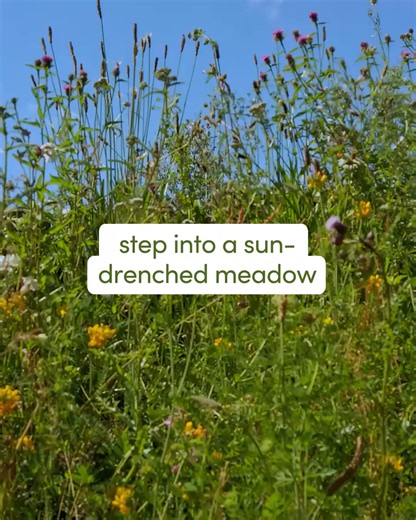 Indulge in Love & Meadows from the new limited-edition Dove x Bridgerton collection. Available now at Target in deodorant. | Dove