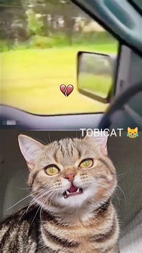 BEST FUNNY VIDEOS PART 3 🤣 #funny #shorts #viral