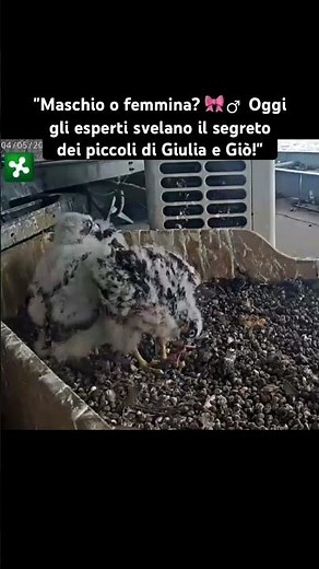 Falchi Pellegrini Milano 2026: i pulli di Giulia e Giò pronti al volo! 🦅✨