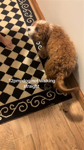 Cavapoo's Unusual Behavior After Consuming Unidentified Product