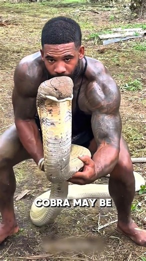 Why Even Snakes Fear the King Cobra 👑🐍 | Nature's True King #shorts
