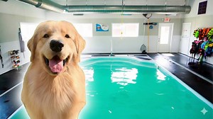 Does My Dog Love His Pool Party?