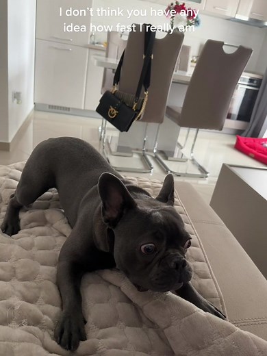 Adorable French Bulldog Zoomies Compilation