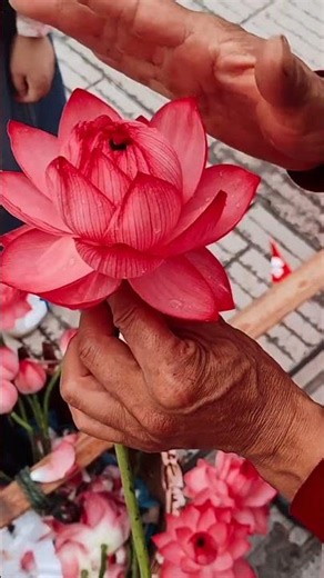 🪷Red Lotus Flowers in Bloom | Relaxing Nature Moments #flowers #nature